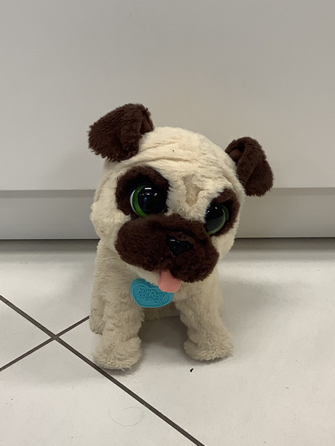 Cane carlino Real friends